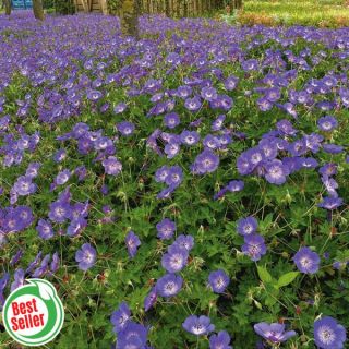 Rozanne Geranium Thumbnail